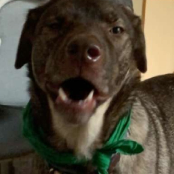 Meet your Posher, Daniel - Picture 1 of 1